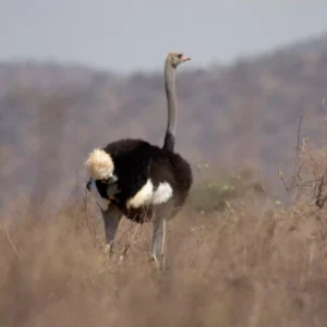 Somali Ostrich