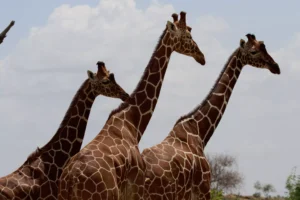 Reticulated Giraffes