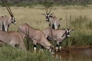 Oryx Drinking Water