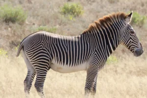 Grevvy Zebra