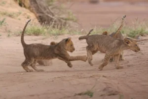 Lion Cubs Playing