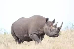 Rhino