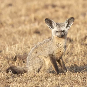 Bat Eared Fox