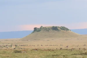 Maasai Mara