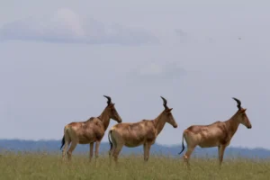 Hartebeest