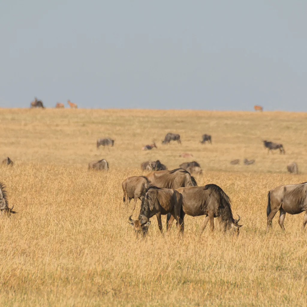 Maasai Mara Wildebeast