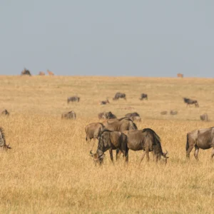 Wildebeests