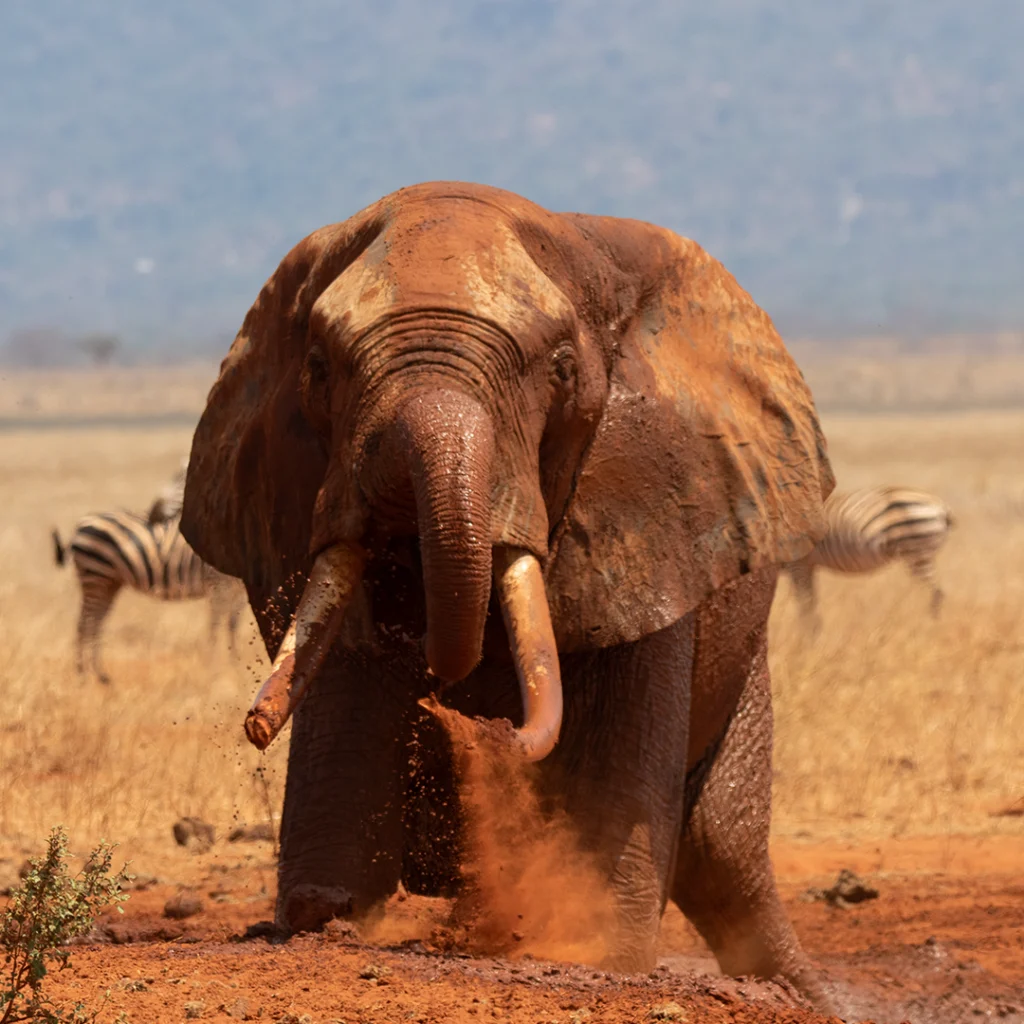 Elephant Trumpet