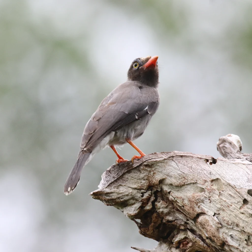 Birding Safari