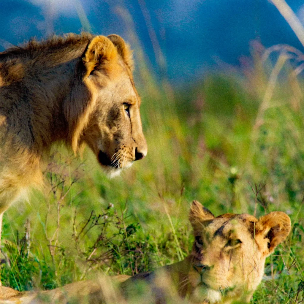 Maasai Mara Private Safari