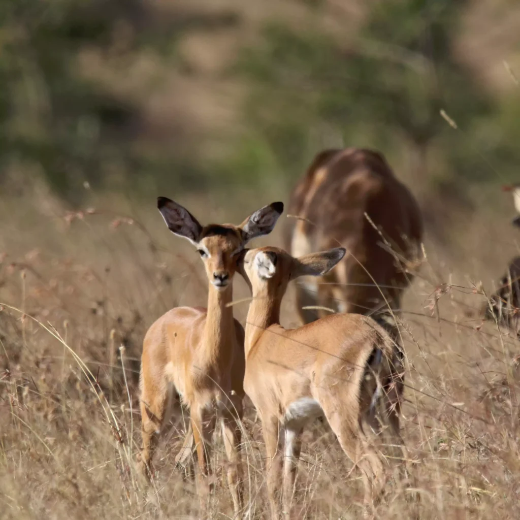 6 Day Tanzania Serengeti Safari